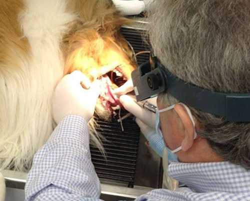 Skylands Pet NJ Dental